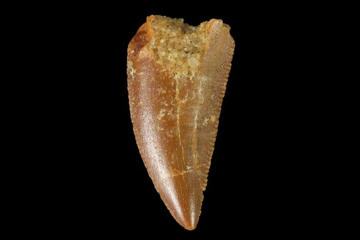 Serrated, Raptor Tooth - Real Dinosaur Tooth #139333